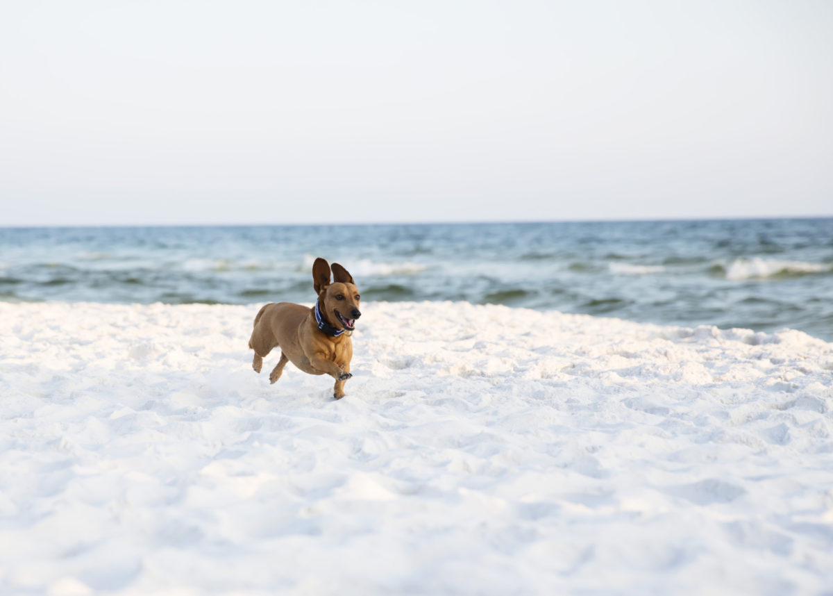 Dog running in the beach | The SEASIDE Style®:Seaside's Mascot