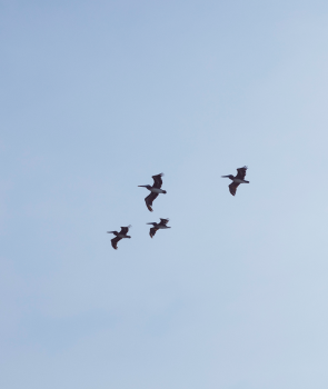 Birds Flying Over Seaside, Florida