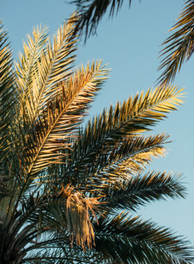 Palms of Shopping in Seaside Florida