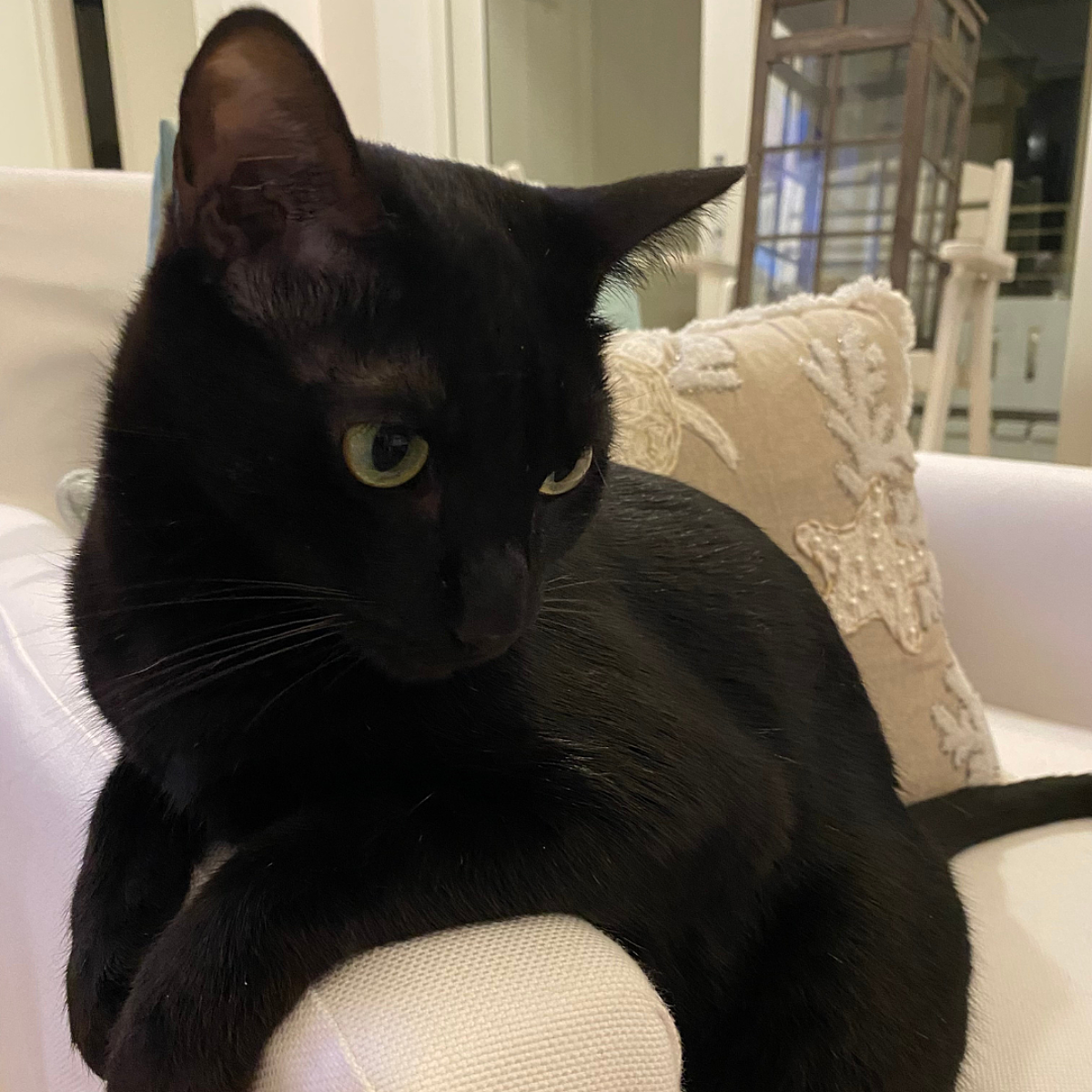 Black cat from The House Cats of Seaside