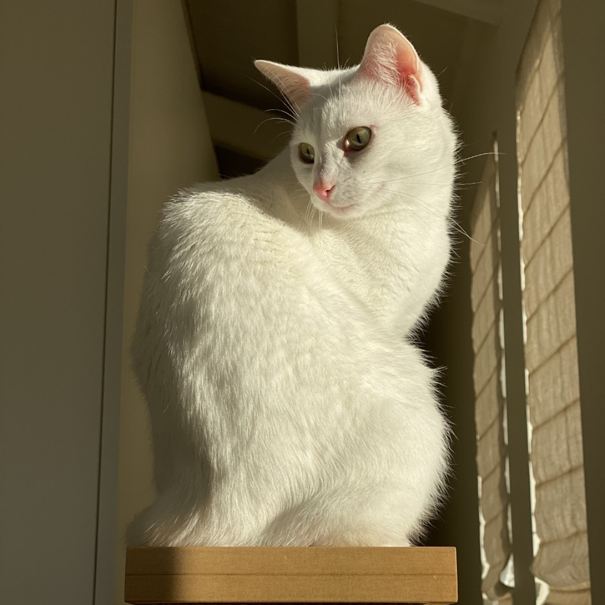 White cat from The House Cats of Seaside
