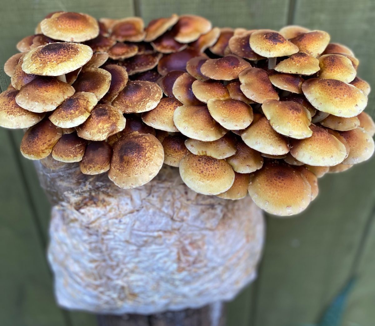 Seaside's Paradise Mushrooms Offers Fresh Fungi at the Farmers Market